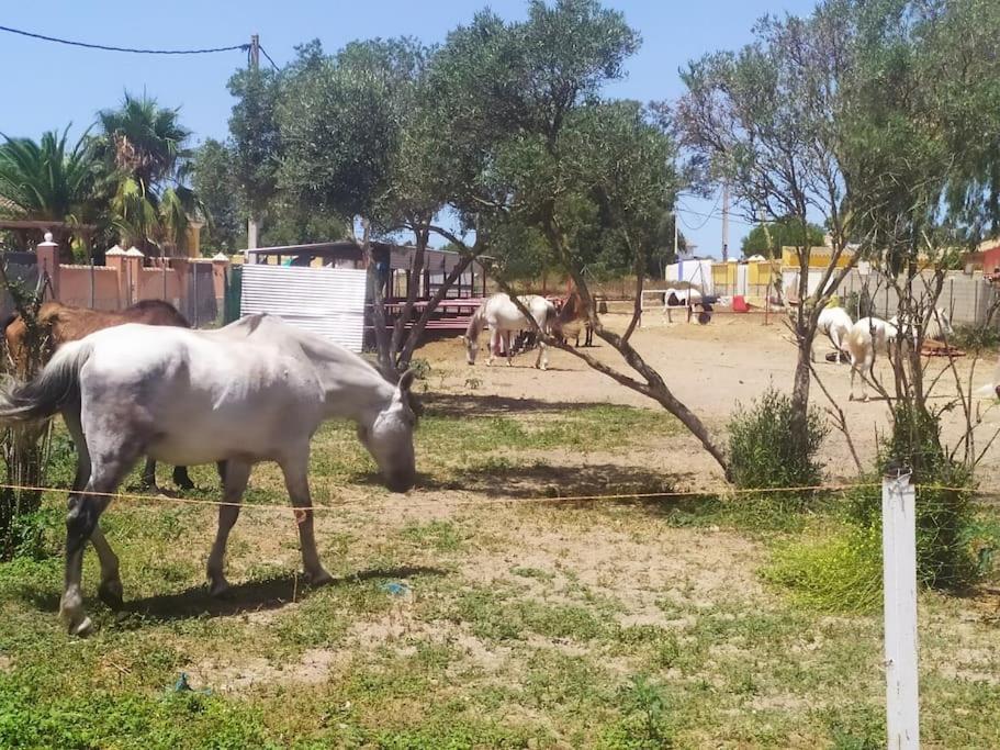 Granja America Apartment Chiclana de la Frontera Ngoại thất bức ảnh